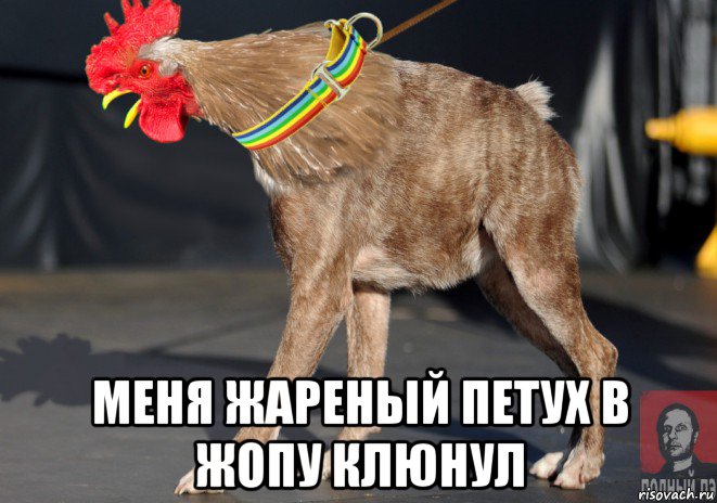  меня жареный петух в жопу клюнул