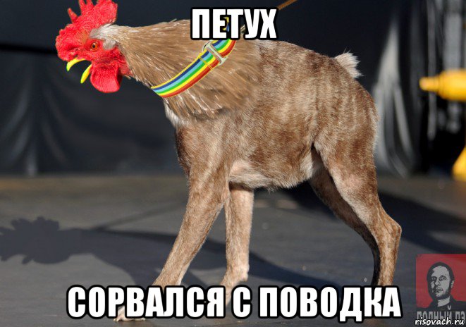 петух сорвался с поводка