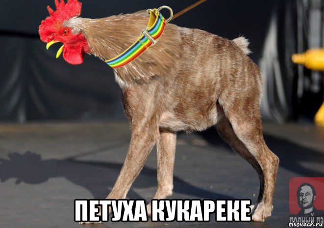  петуха кукареке, Мем Петуха Сутулая - Голос Полный Пэ