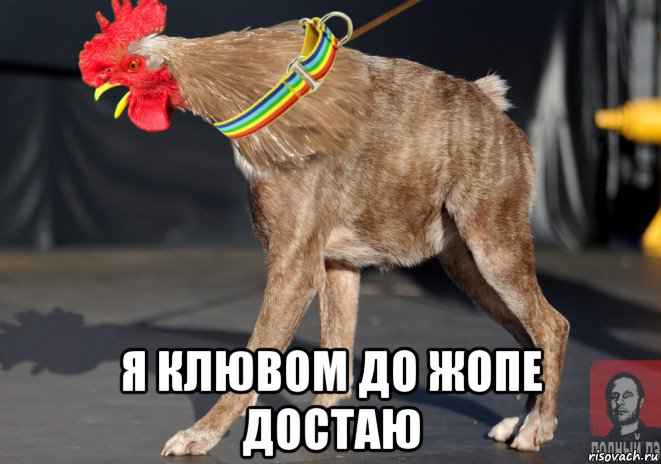  я клювом до жопе достаю, Мем Петуха Сутулая - Голос Полный Пэ