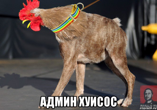  админ хуисос
