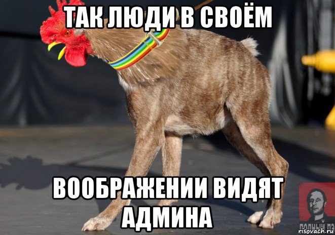 так люди в своём воображении видят админа, Мем Петуха Сутулая - Голос Полный Пэ