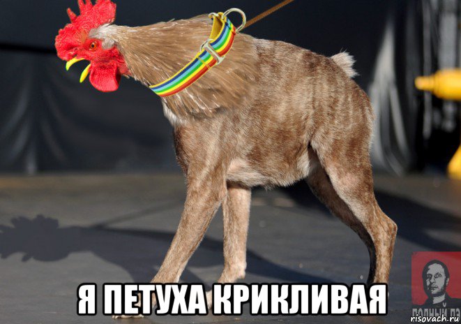  я петуха крикливая