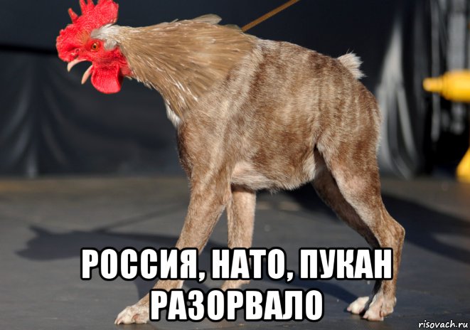  россия, нато, пукан разорвало, Мем Петуха Сутулая