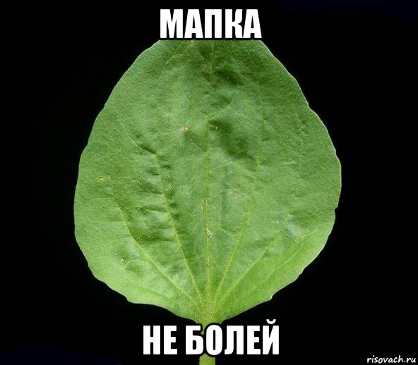 мапка не болей, Мем Подорожник