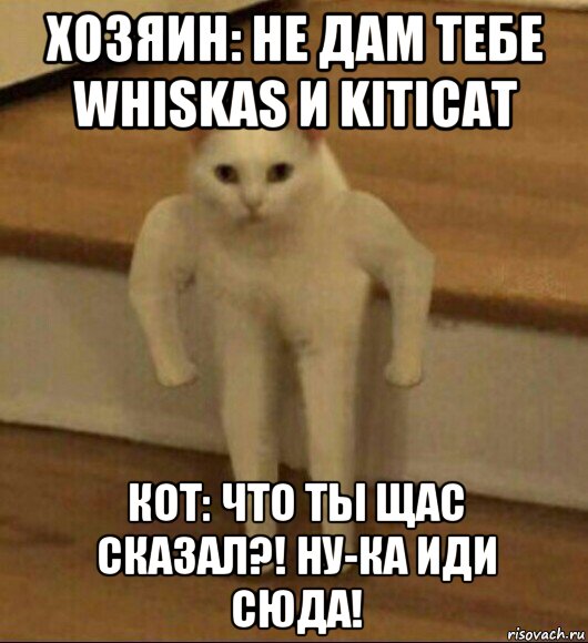 хозяин: не дам тебе whiskas и kiticat кот: что ты щас сказал?! ну-ка иди сюда!, Мем  Полукот