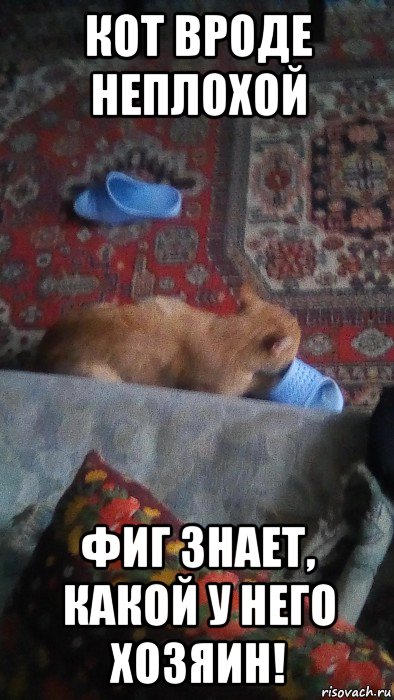 кот вроде неплохой фиг знает, какой у него хозяин!