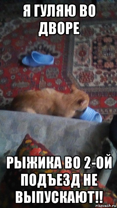 я гуляю во дворе рыжика во 2-ой подъезд не выпускают!!