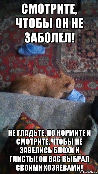 смотрите, чтобы он не заболел! не гладьте, но кормите и смотрите, чтобы не завелись блохи и глисты! он вас выбрал своими хозяевами!