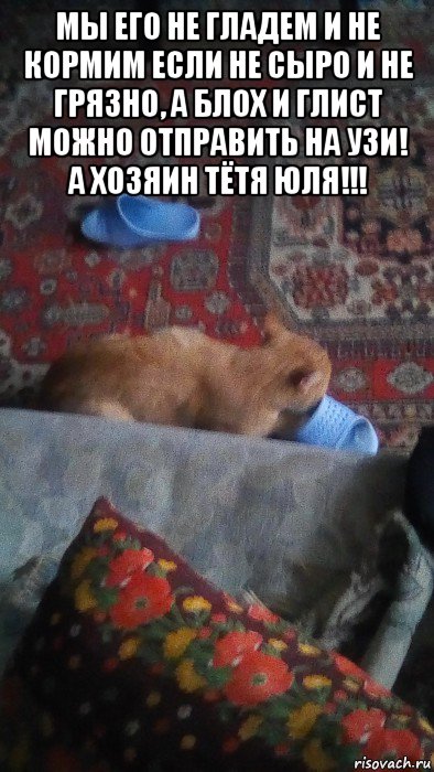мы его не гладем и не кормим если не сыро и не грязно, а блох и глист можно отправить на узи! а хозяин тётя юля!!! 