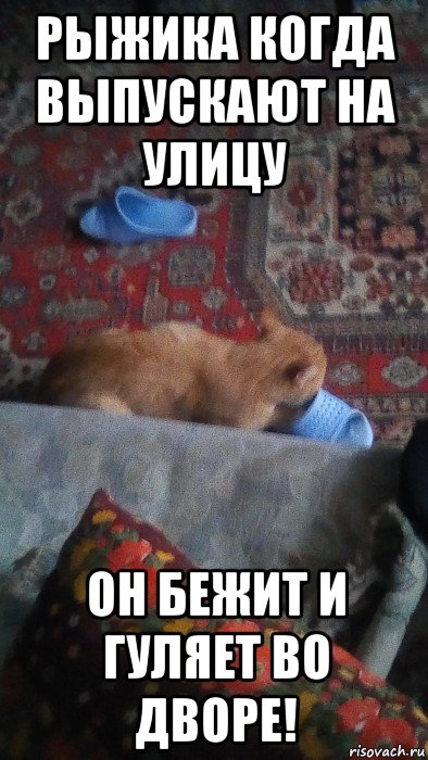 рыжика когда выпускают на улицу он бежит и гуляет во дворе!, Мем Рыжик дома