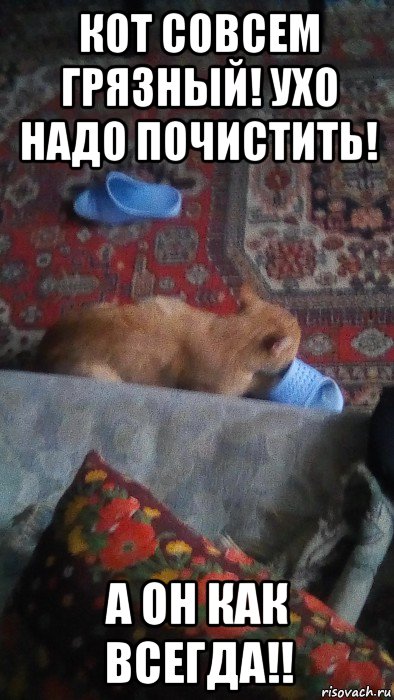кот совсем грязный! ухо надо почистить! а он как всегда!!