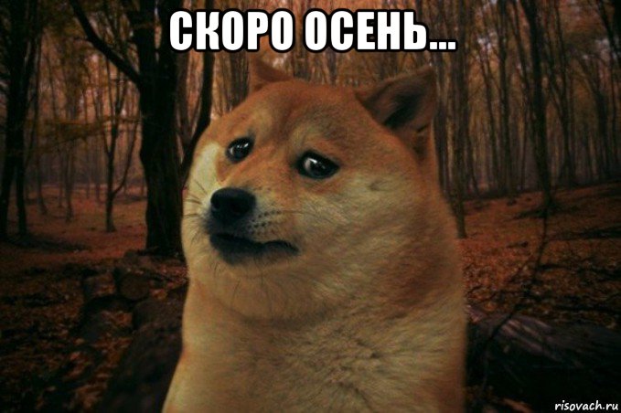 скоро осень... , Мем SAD DOGE