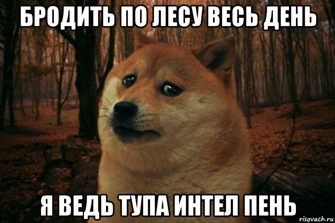 бродить по лесу весь день я ведь тупа интел пень, Мем SAD DOGE