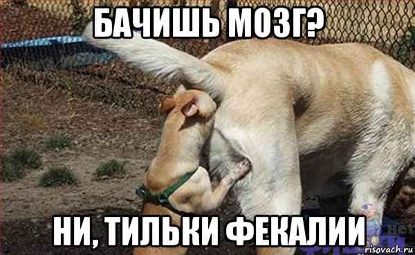 бачишь мозг? ни, тильки фекалии, Мем Собаки нос в жопе