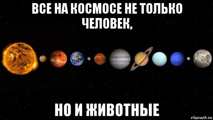 все на космосе не только человек, но и животные, Мем Солнечная система