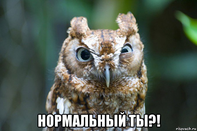  нормальный ты?!, Мем Сова
