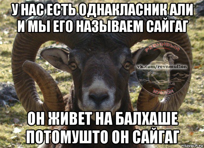 у нас есть однакласник али и мы его называем сайгаг он живет на балхаше потомушто он сайгаг