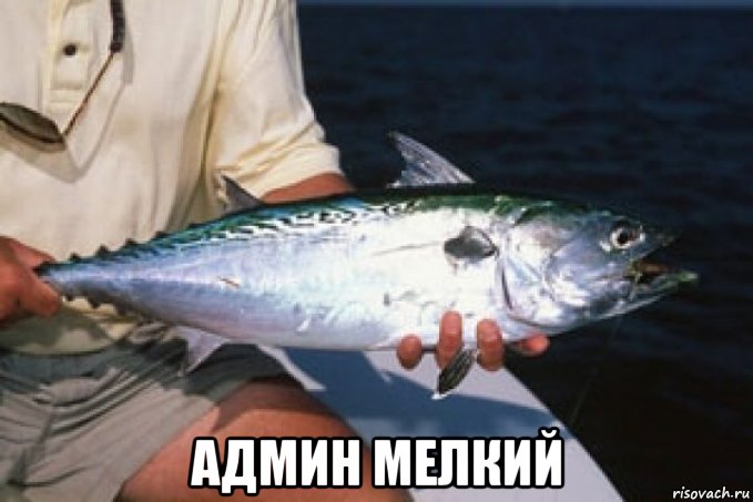  админ мелкий, Мем Тунец Атлантический