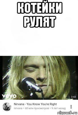 котейки рулят 