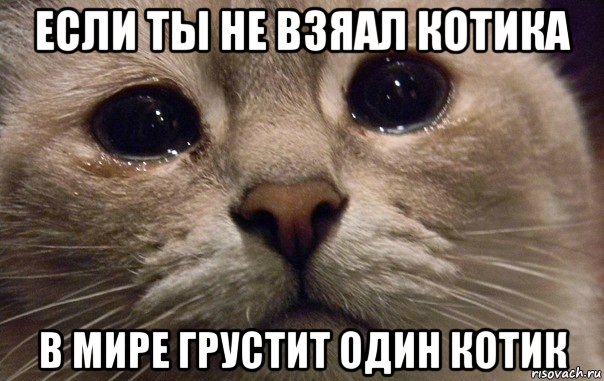 если ты не взяал котика в мире грустит один котик, Мем   В мире грустит один котик