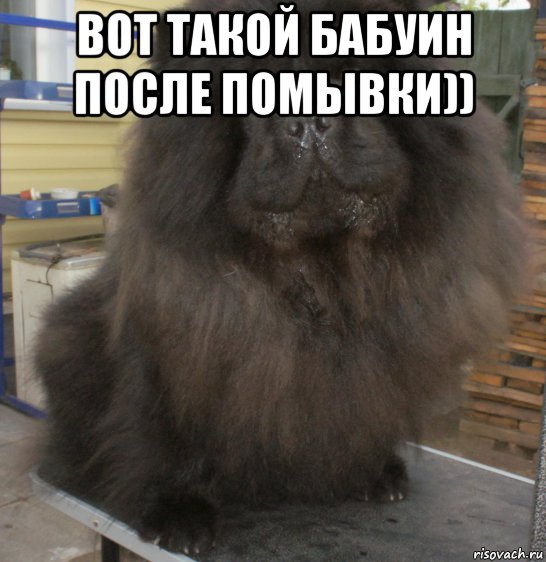 вот такой бабуин после помывки)) , Мем Вот такой бабуин после помывки