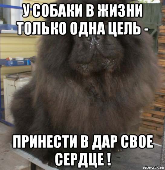 у собаки в жизни только одна цель - принести в дар свое сердце !, Мем Вот такой бабуин после помывки