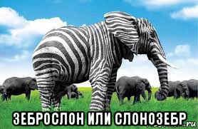  зеброслон или слонозебр, Мем Зебролон