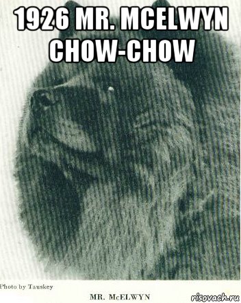 1926 mr. mcelwyn chow-chow , Мем 1926 Mr McElwyn Chow-Chow