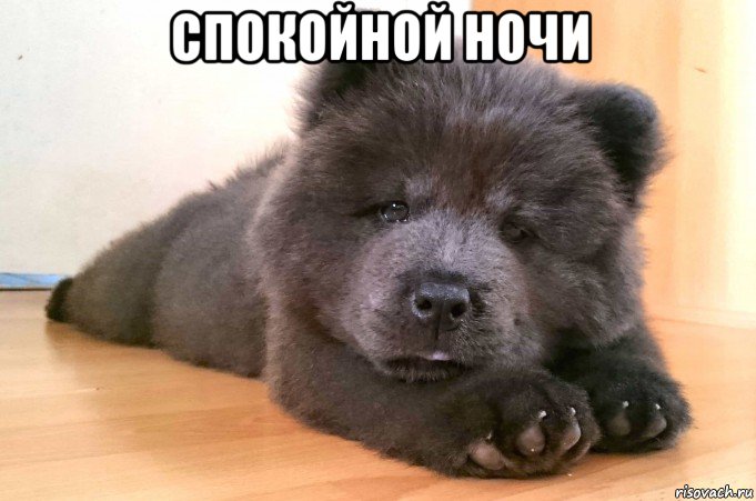 спокойной ночи , Мем 9 Safe Foods To Give As Dog Treats