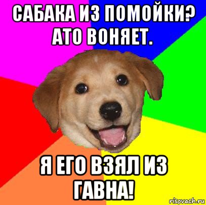 сабака из помойки? ато воняет. я его взял из гавна!, Мем Advice Dog