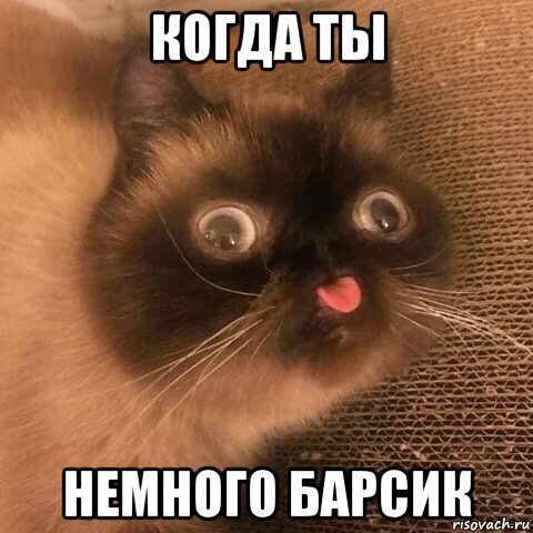 когда ты немного барсик, Мем Барсик