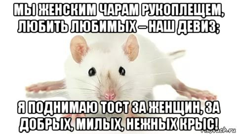 мы женским чарам рукоплещем, любить любимых – наш девиз; я поднимаю тост за женщин, за добрых, милых, нежных крыс!