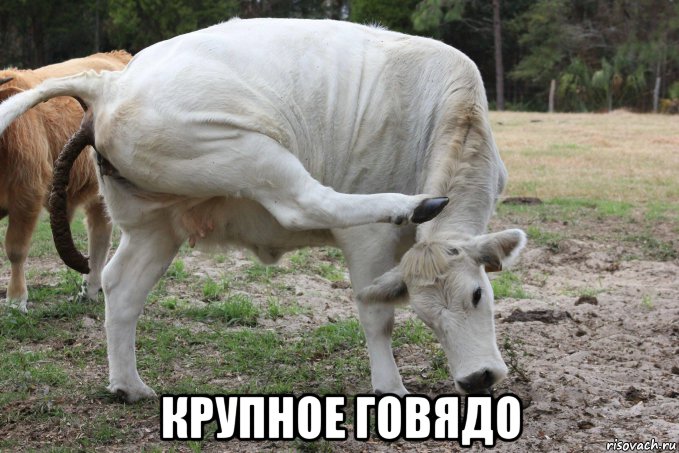  крупное говядо, Мем Бык буксует на месте