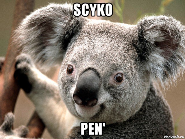 scyko pen'