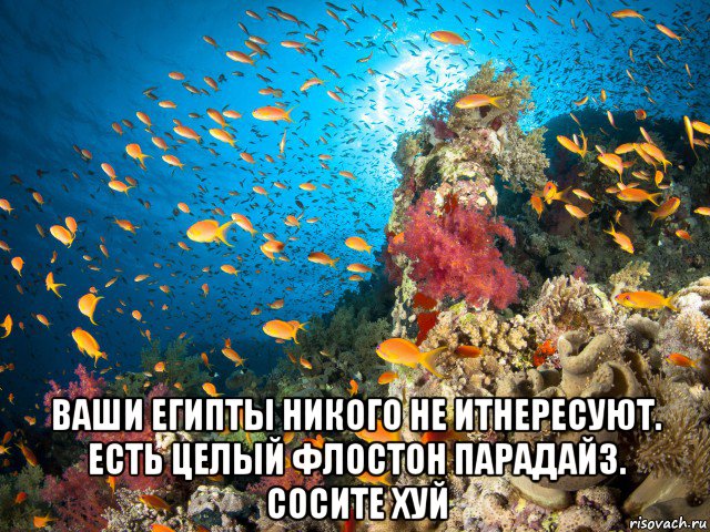  ваши египты никого не итнересуют. есть целый флостон парадайз. сосите хуй, Мем Египт