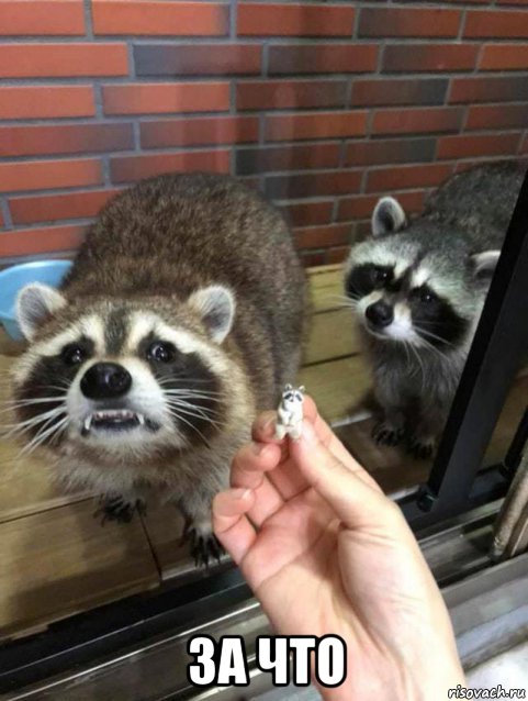  за что, Мем Енот