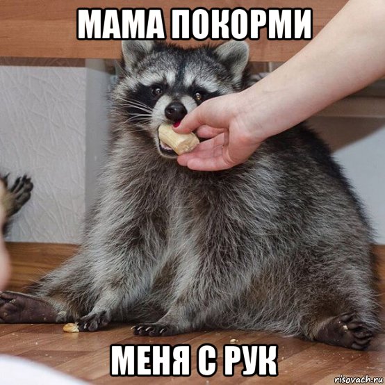 мама покорми меня с рук, Мем Енот