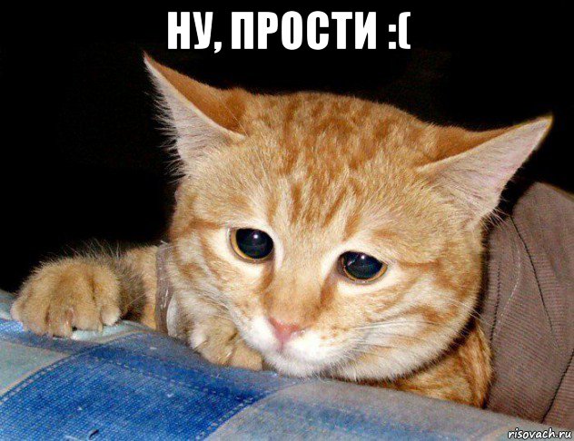 ну, прости :( , Мем грустный кот