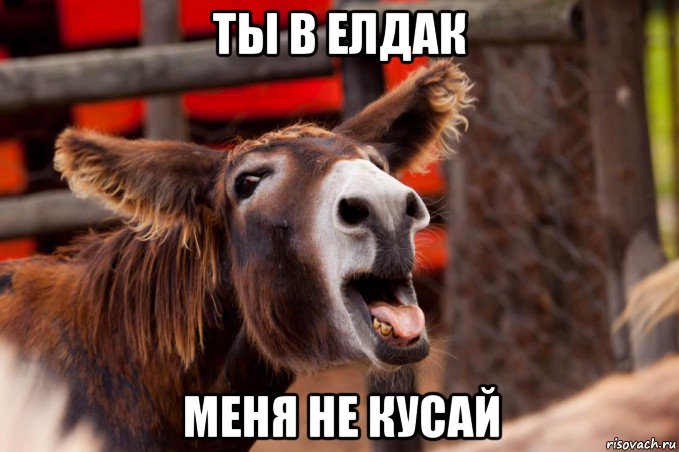 ты в елдак меня не кусай
