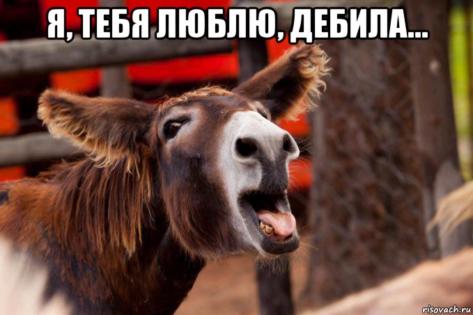 я, тебя люблю, дебила... 