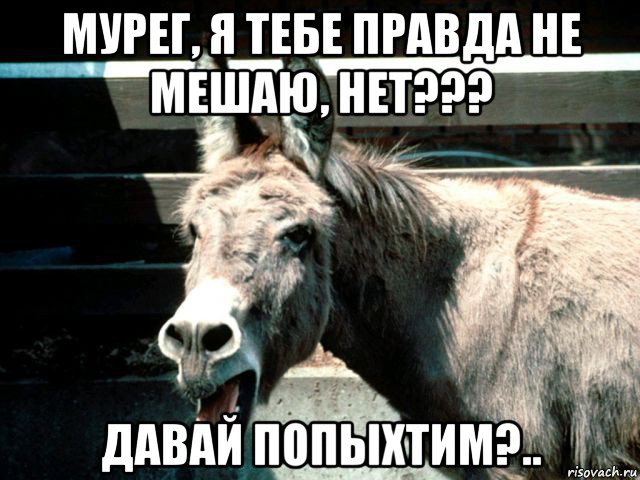 мурег, я тебе правда не мешаю, нет??? давай попыхтим?.., Мем ишак