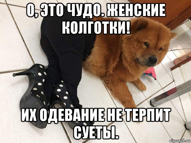 о, это чудо. женские колготки! их одевание не терпит суеты., Мем Колготы ей жмут
