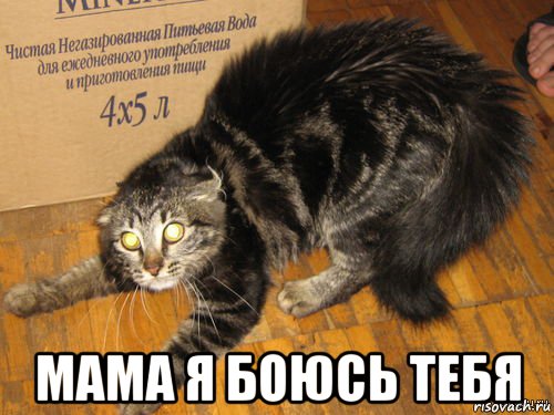  мама я боюсь тебя, Мем Кот