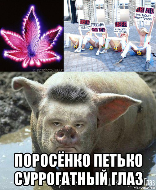  поросёнко петько суррогатный глаз
