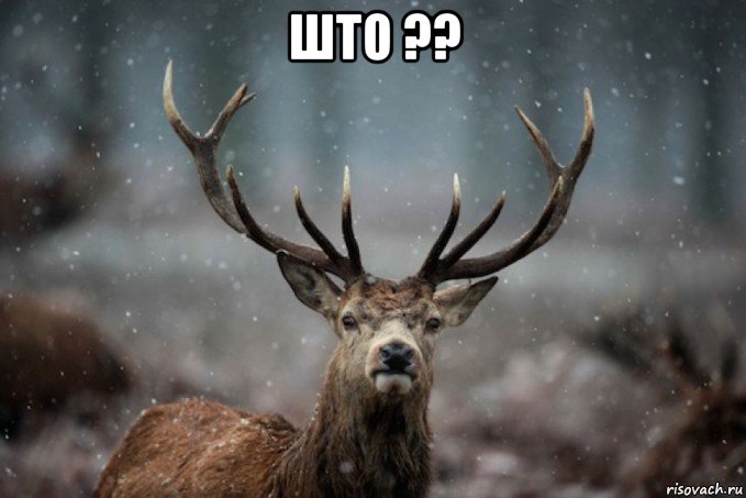 што ?? 