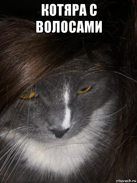 котяра с волосами 