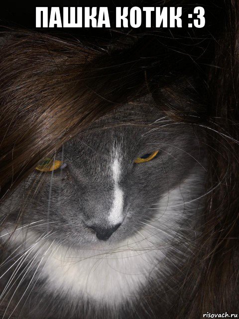 пашка котик :3 