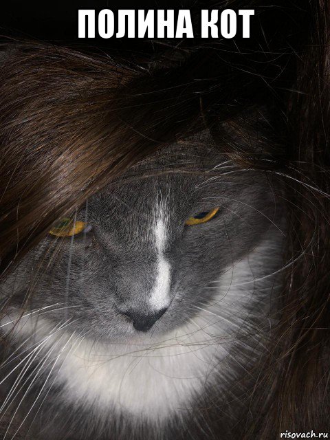 полина кот 