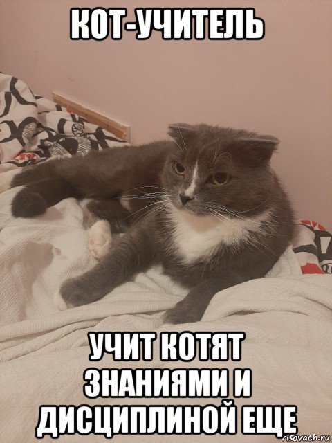 кот-учитель учит котят знаниями и дисциплиной еще, Мем Пашуха